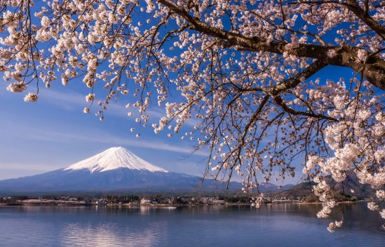 【2025】山梨縣 富士山×櫻花 7 川口湖周邊推薦櫻花觀賞點