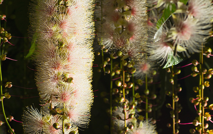 밤의 숲을 밝게 물들이는 