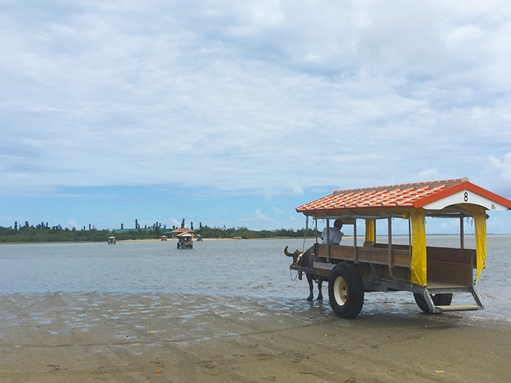 이리오모테 섬 ~ 유후섬의 얕은 바다를 가로지르는 소 수레