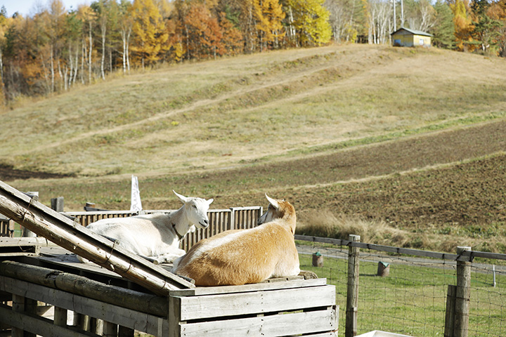 露台可俯瞰悠閒的高原景色。 店前的棚子裡還有一隻山羊。