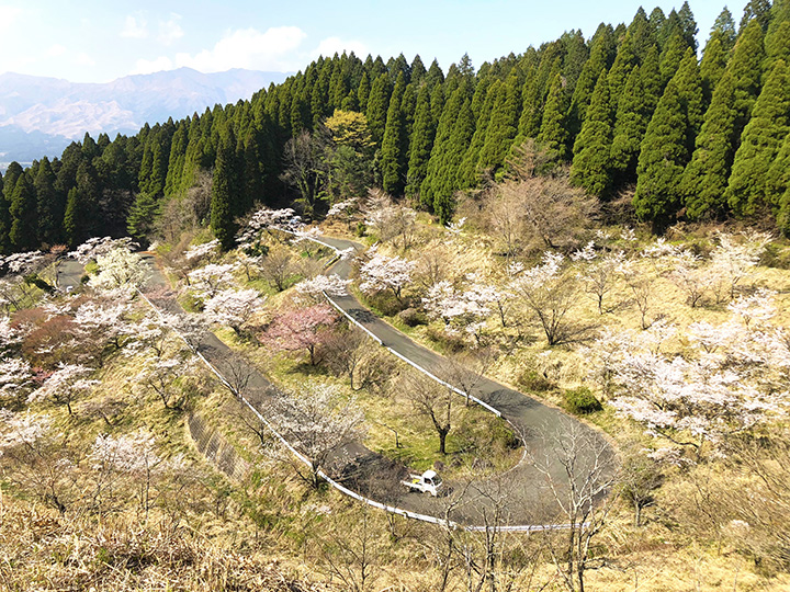 22年版 春の阿蘇エリアで花巡り 桜やチューリップなどが咲く絶景スポットへ みちくさガイド