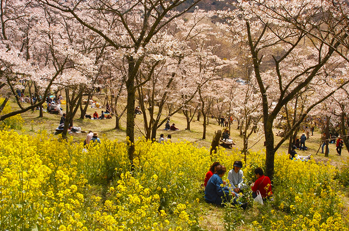 22年版 春の阿蘇エリアで花巡り 桜やチューリップなどが咲く絶景スポットへ みちくさガイド