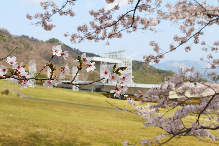 22年版 春の阿蘇エリアで花巡り 桜やチューリップなどが咲く絶景スポットへ みちくさガイド