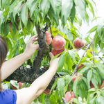 會津若松地區的採果與手工藝體驗