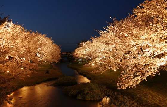 [2025年版]出出雲和松江地區有7個櫻花觀賞點。 除了櫻花外，牡丹和鬱金香也有供應。
