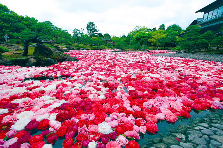 池塘裡鋪的牡丹就像地毯一樣