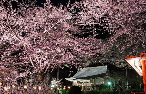 [2025年版]日日光與鬼怒川的7個著名櫻花勝地與祭典，為春天添彩