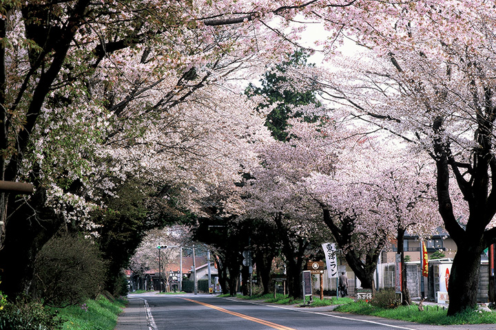 一條長長的綠樹成蔭的道路，您可以在這裡享受奔跑穿過粉紅色隧道的快感