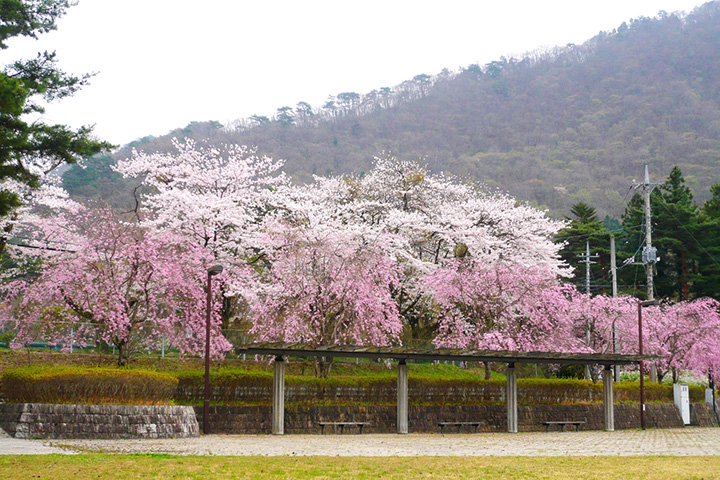 盛開絢麗垂枝櫻花的熱門景點