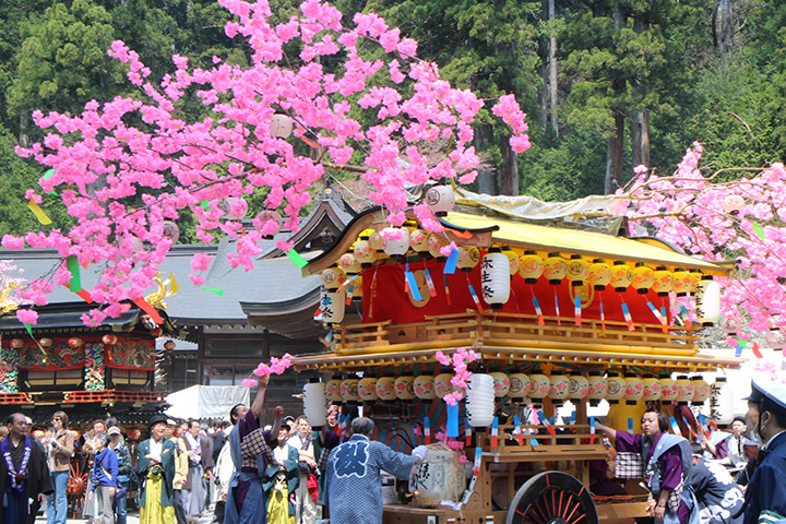 栃木縣的縣花杜鵑花的粉紅色在神社、寺廟和參道上看起來很棒