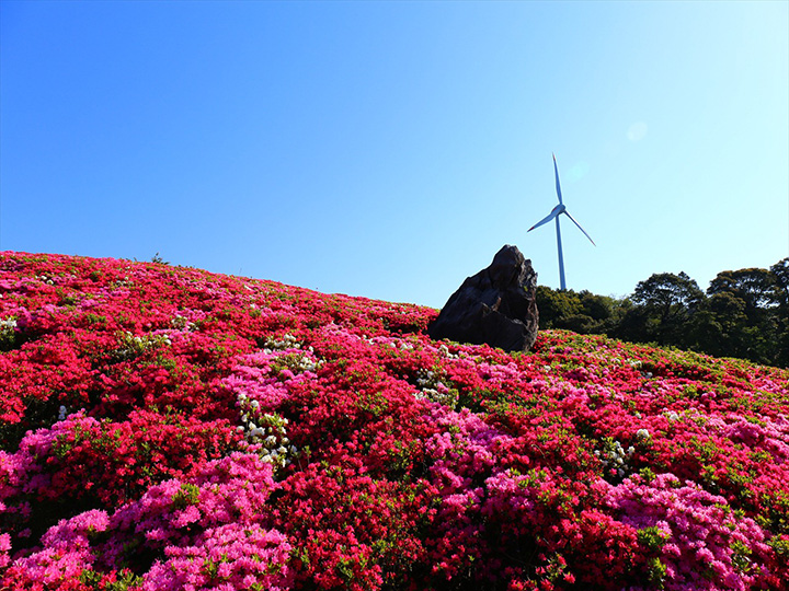 年版 山口県 長門市の桜やツツジのお花見スポット6選 みちくさガイド