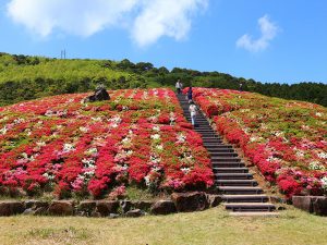 年版 山口県 長門市の桜やツツジのお花見スポット6選 みちくさガイド