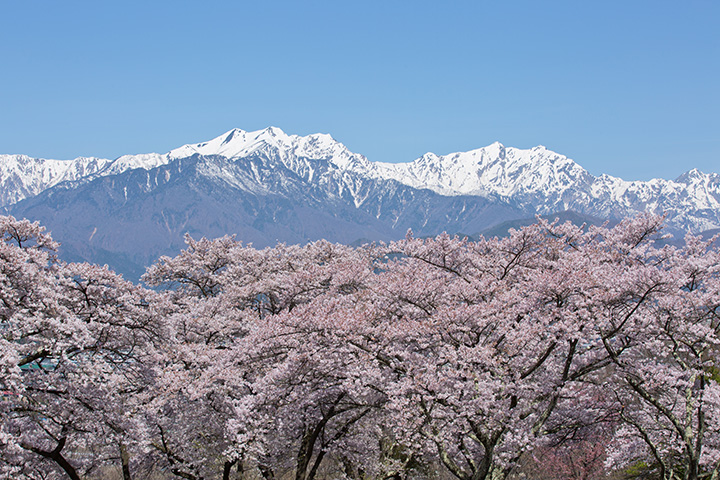 大町公園地區遍布著名的櫻花景點。 從「大町市墓地」眺望的景色也很美。