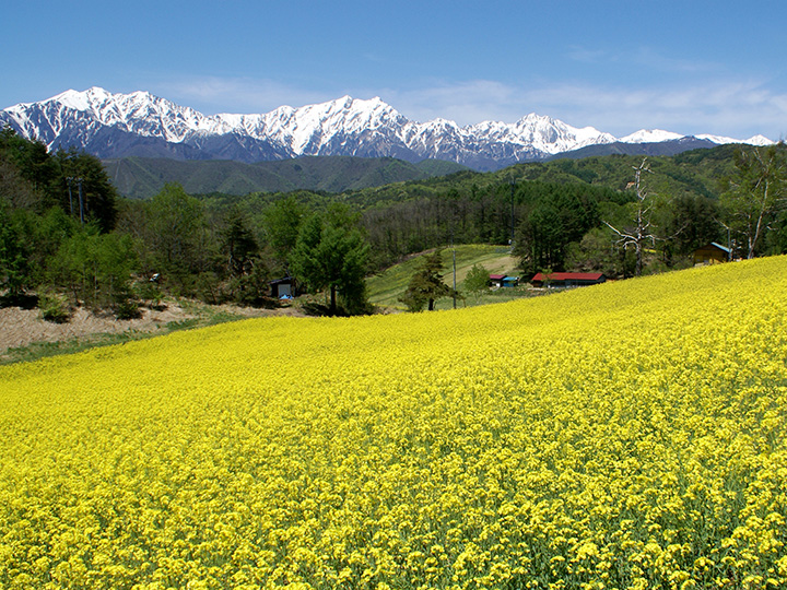 黃色的地毯很生動。 從這片田裡的油菜籽中收穫的“菜花油”是大町的特產