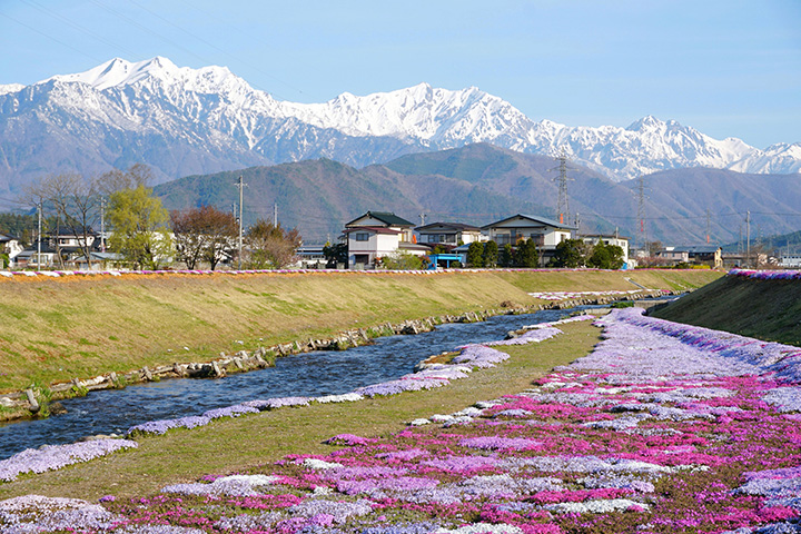 從河岸走下樓梯到河床，可以近距離看到草櫻花。