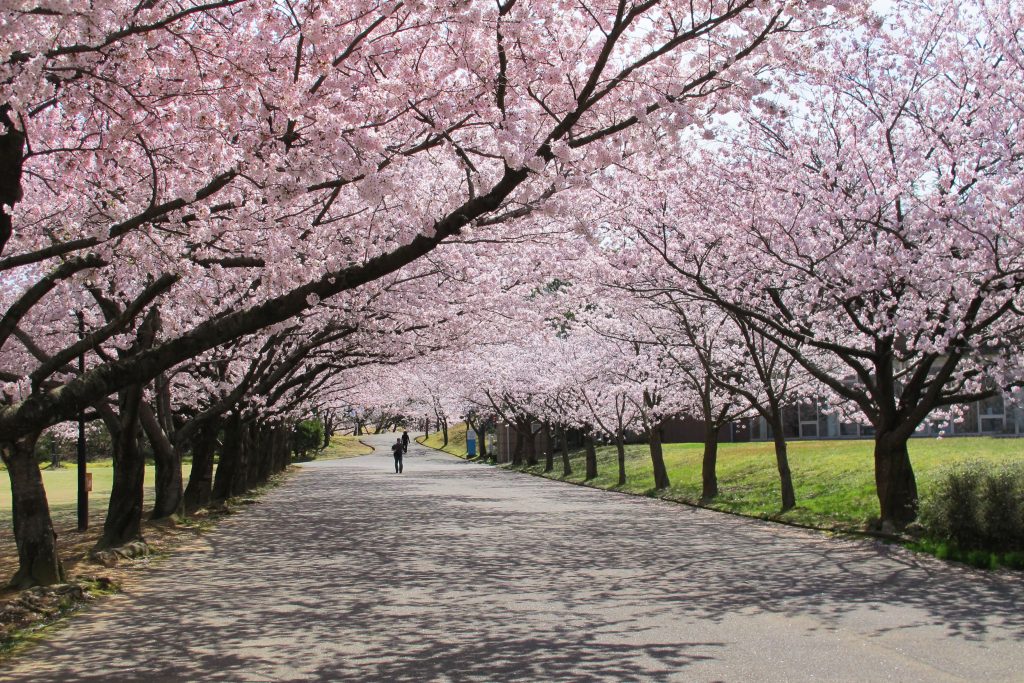 21年版 加賀 小松エリアの桜の名所7選 みちくさガイド
