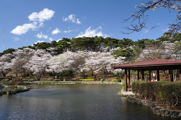 21年版 那須の春を彩る桜 チューリップなどのお花見名所5選 みちくさガイド