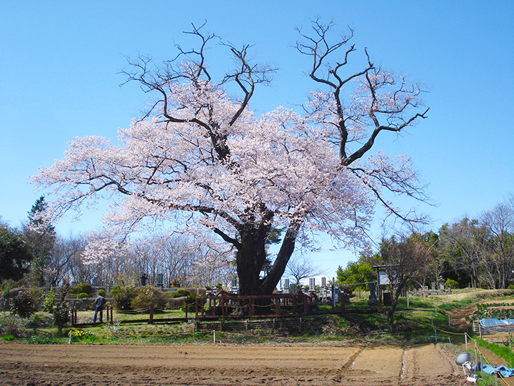 21年版 那須の春を彩る桜 チューリップなどのお花見名所5選 みちくさガイド