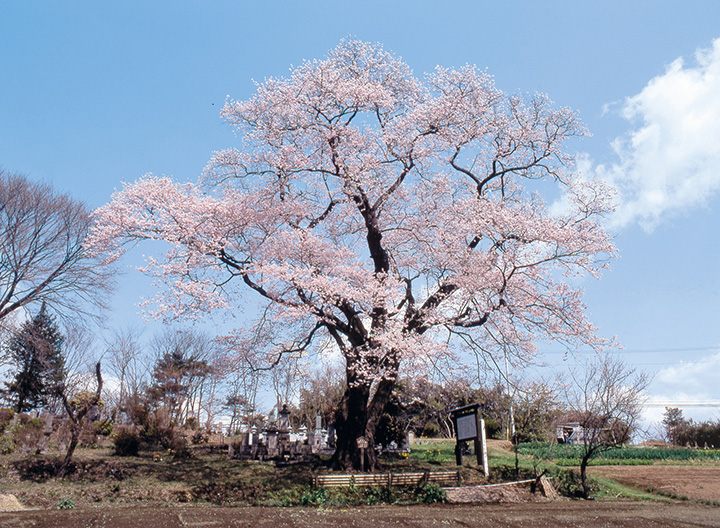 21年版 那須の春を彩る桜 チューリップなどのお花見名所5選 みちくさガイド