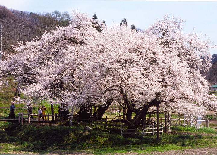 大樹枝下有一條木路