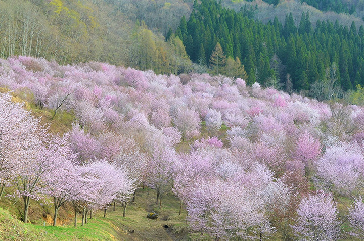 步行約100公尺後，壯觀的景色就展開了