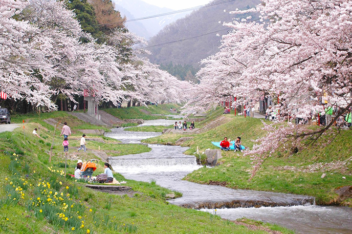 您還可以在河邊悠閒地賞櫻。