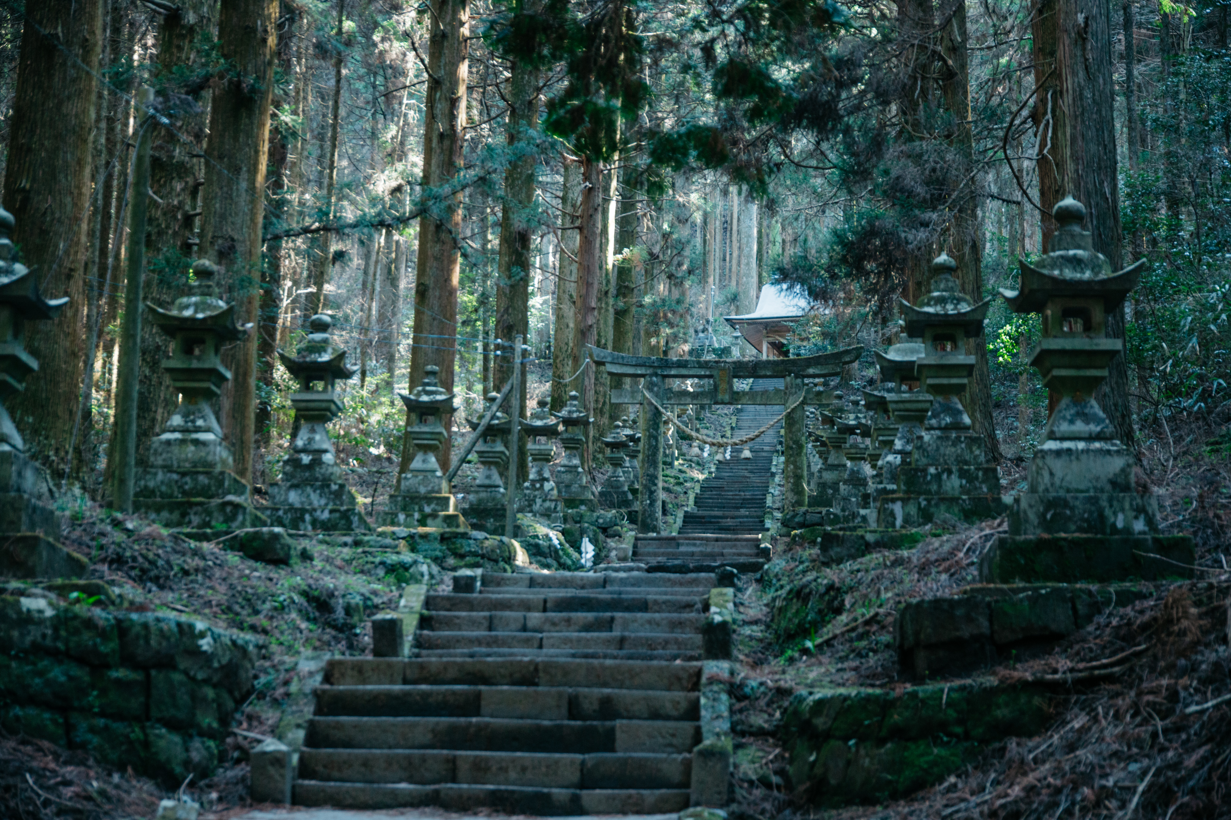 越深入森林，就越覺得自己被邀請到了另一個世界