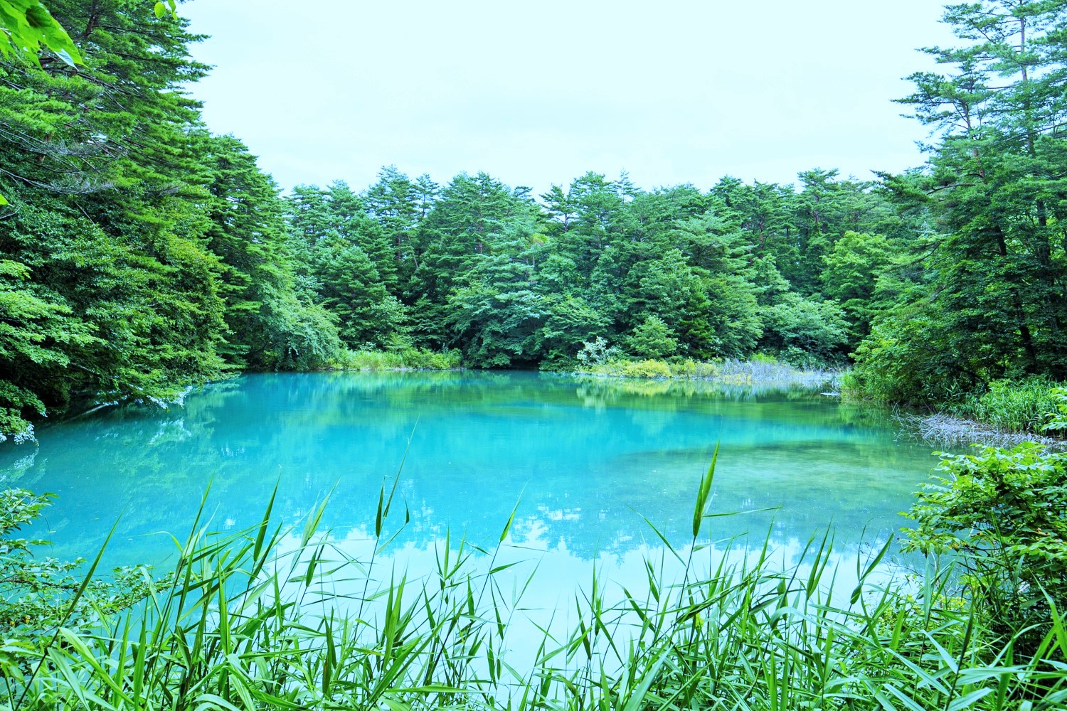 水質微酸、色彩神秘的「青沼」