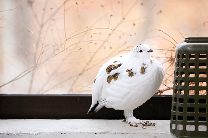 秋天松雞的出現。 冬天時，它覆蓋著純白的羽毛，彷彿融化在北阿爾卑斯山的積雪中