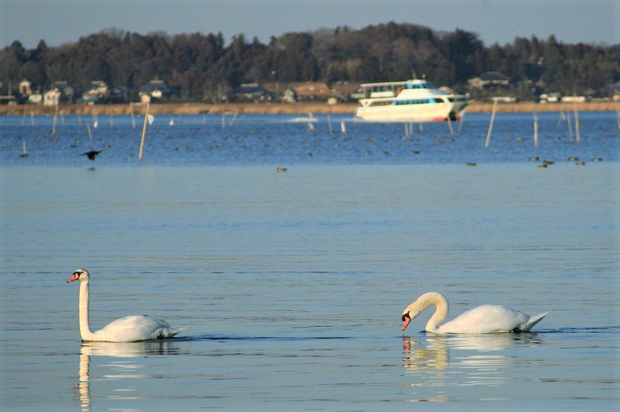 天鵝等候鳥飛來的冬季霞浦