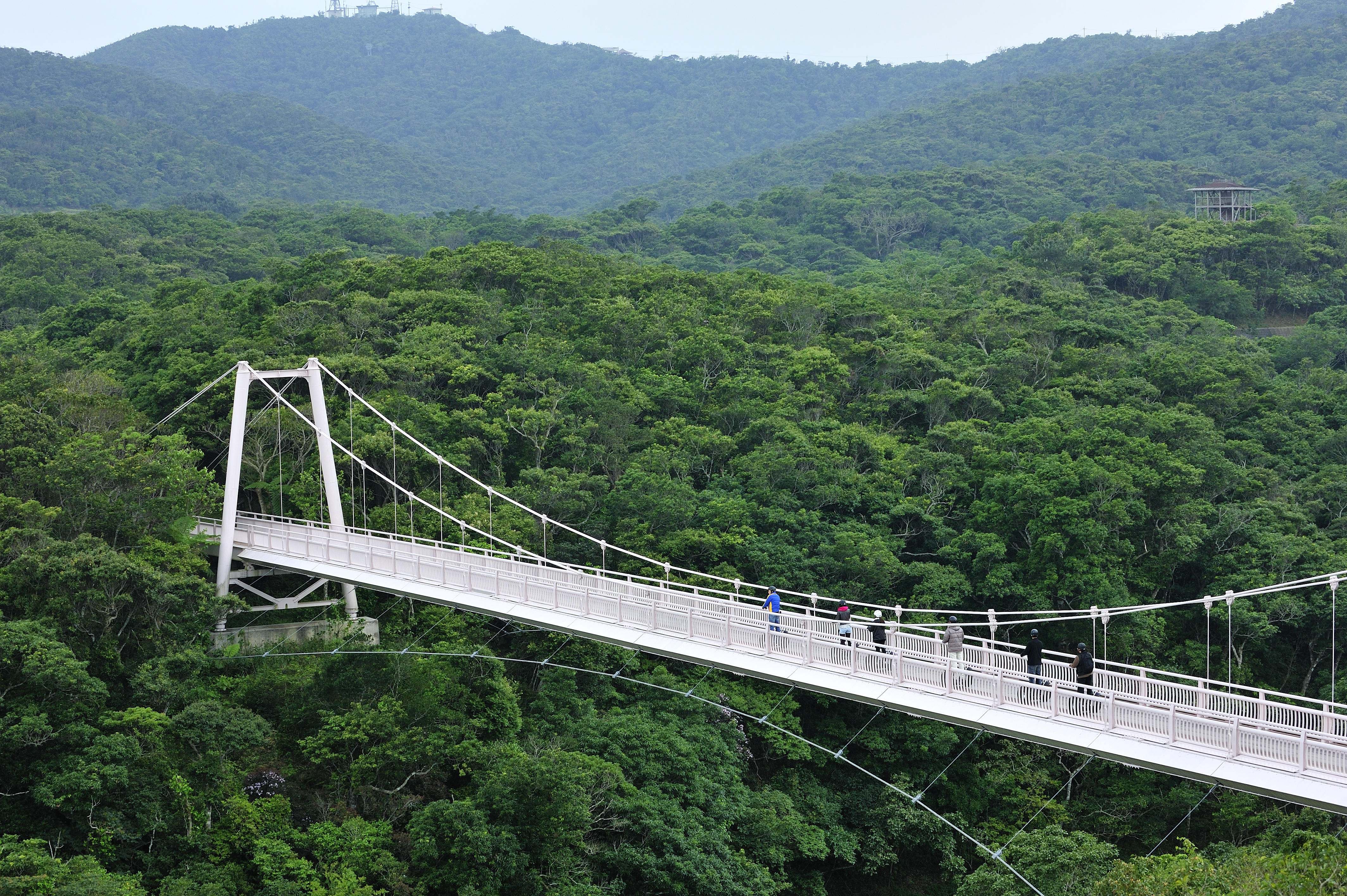 「聖紫花橋」長約100米，距水面高約18米。 可以欣賞森林和水壩湖全景的觀景台