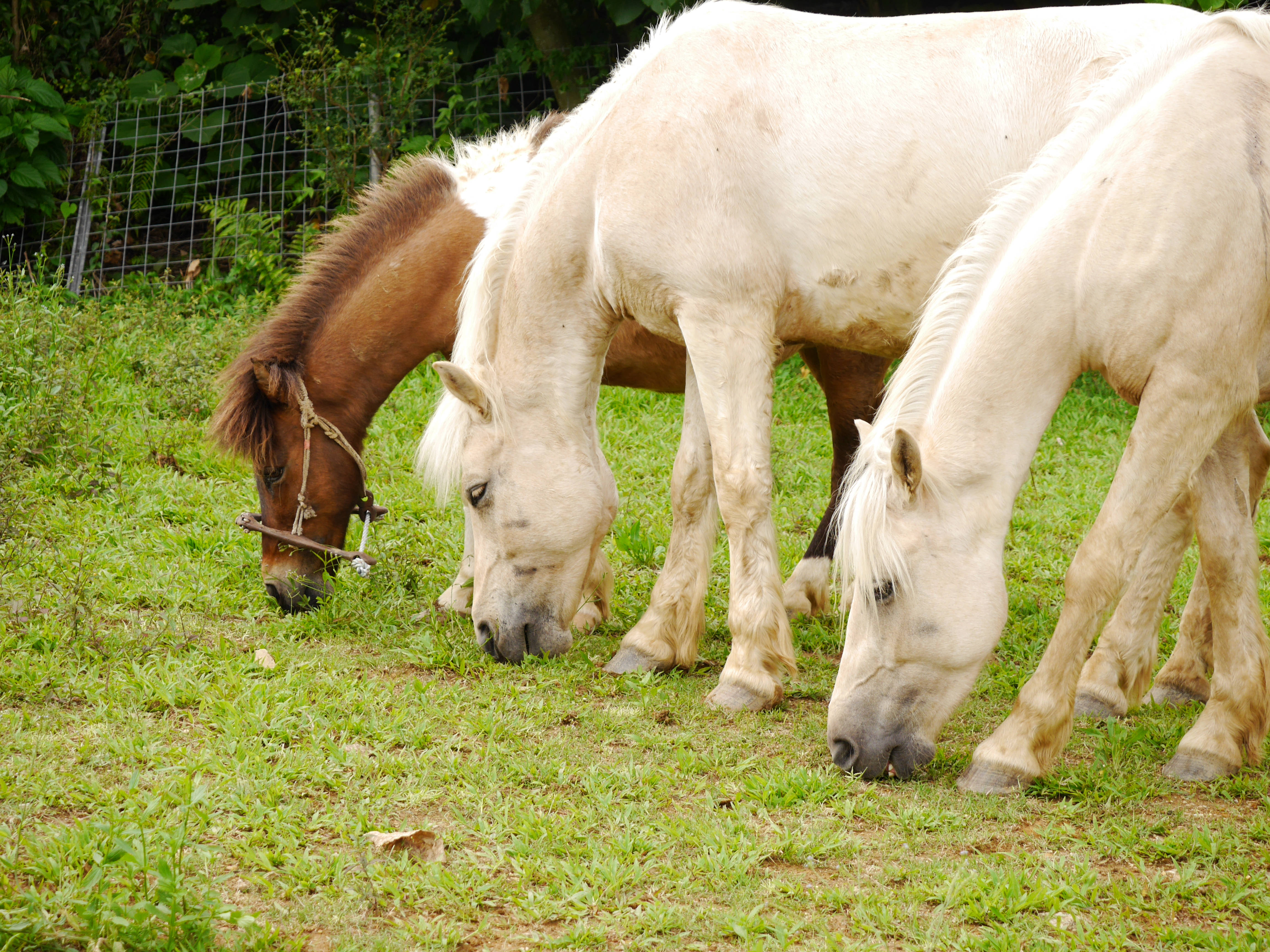 從南方的沖繩到北海道，擁有日本本土血統的馬匹將迎接你