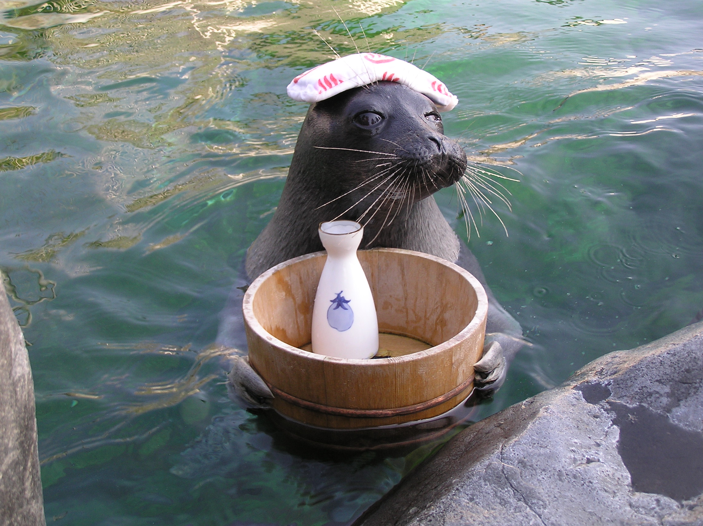 "Seal feeding time" is held at a seal square.