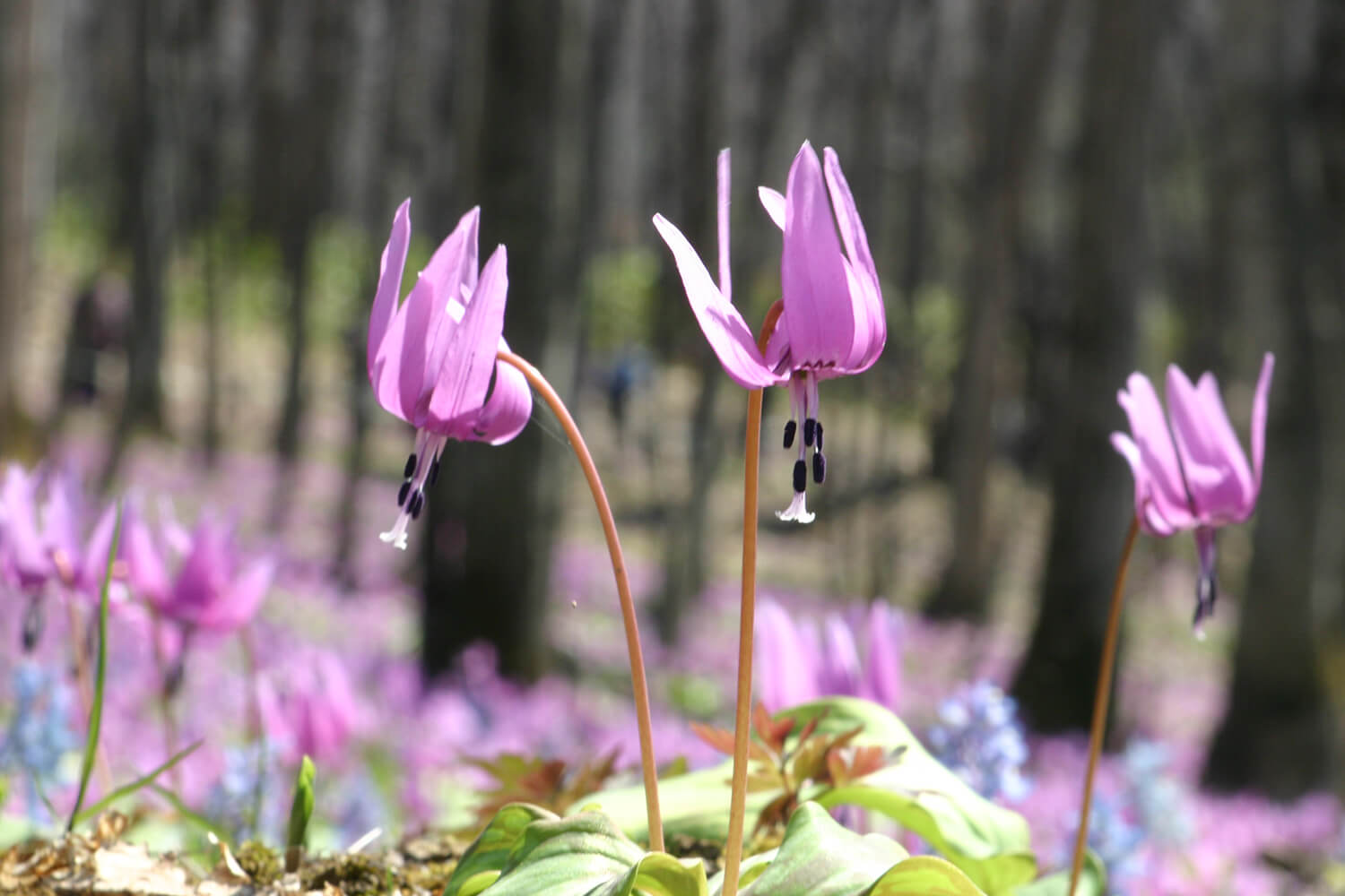 公園內的步道呈八字形，東段約800米，西段約650米，可以近距離觀賞片栗等野生植物