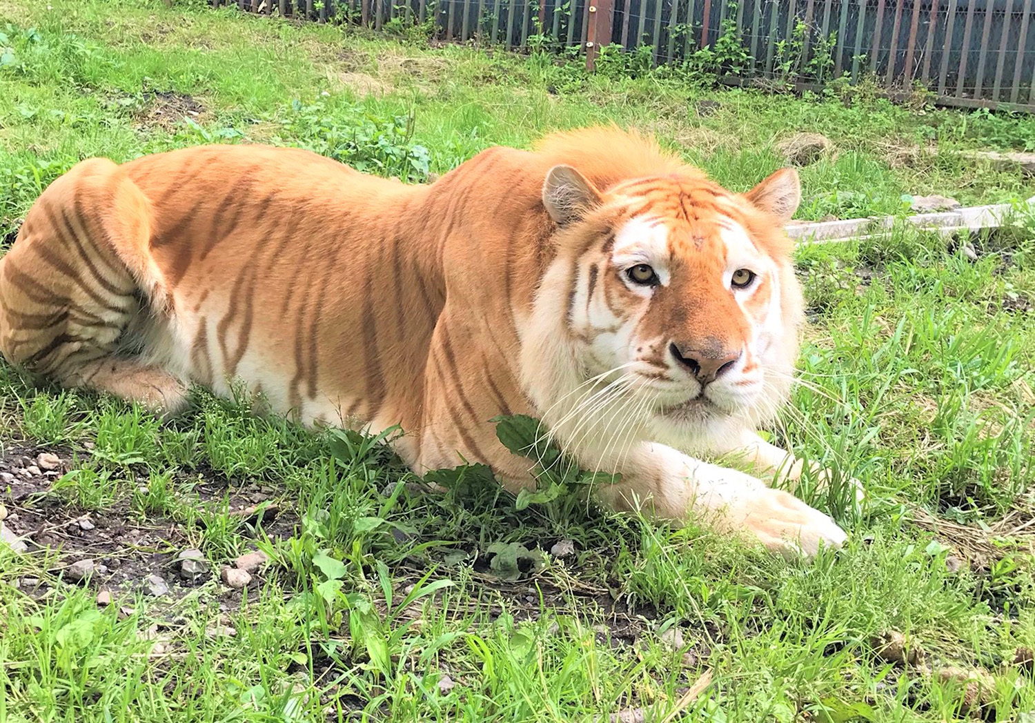 那須野生動物園 著名的孟加拉虎 Volta ©️ 那須 野生動物園