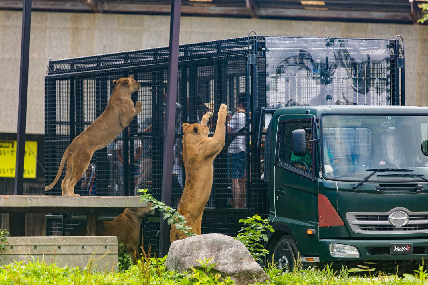 「野性騎行」餵食體驗©️，讓你能近距離感受那須野生動物園獅子的呼吸