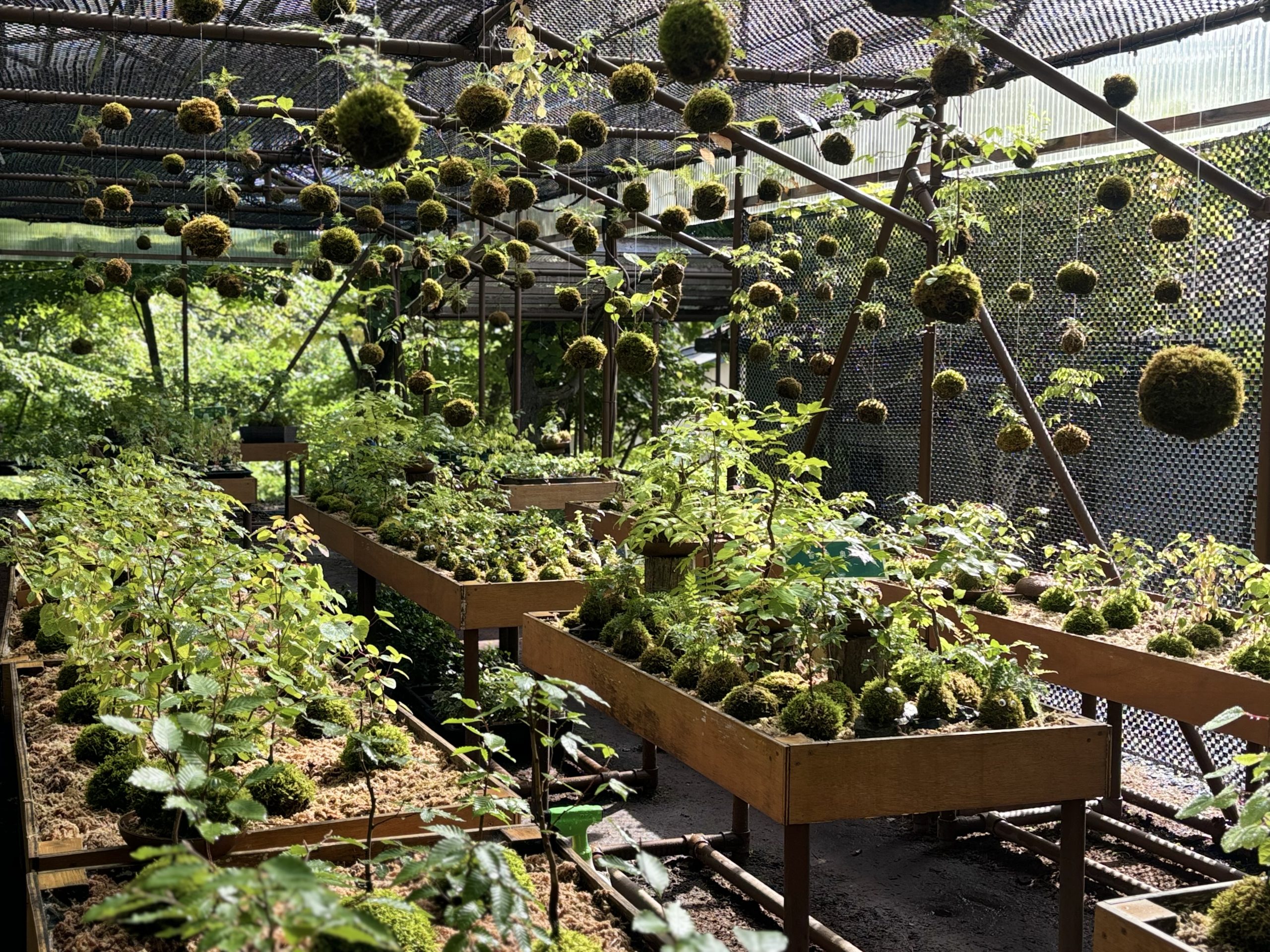  The Moss Ball Terrace features a large display of moss balls