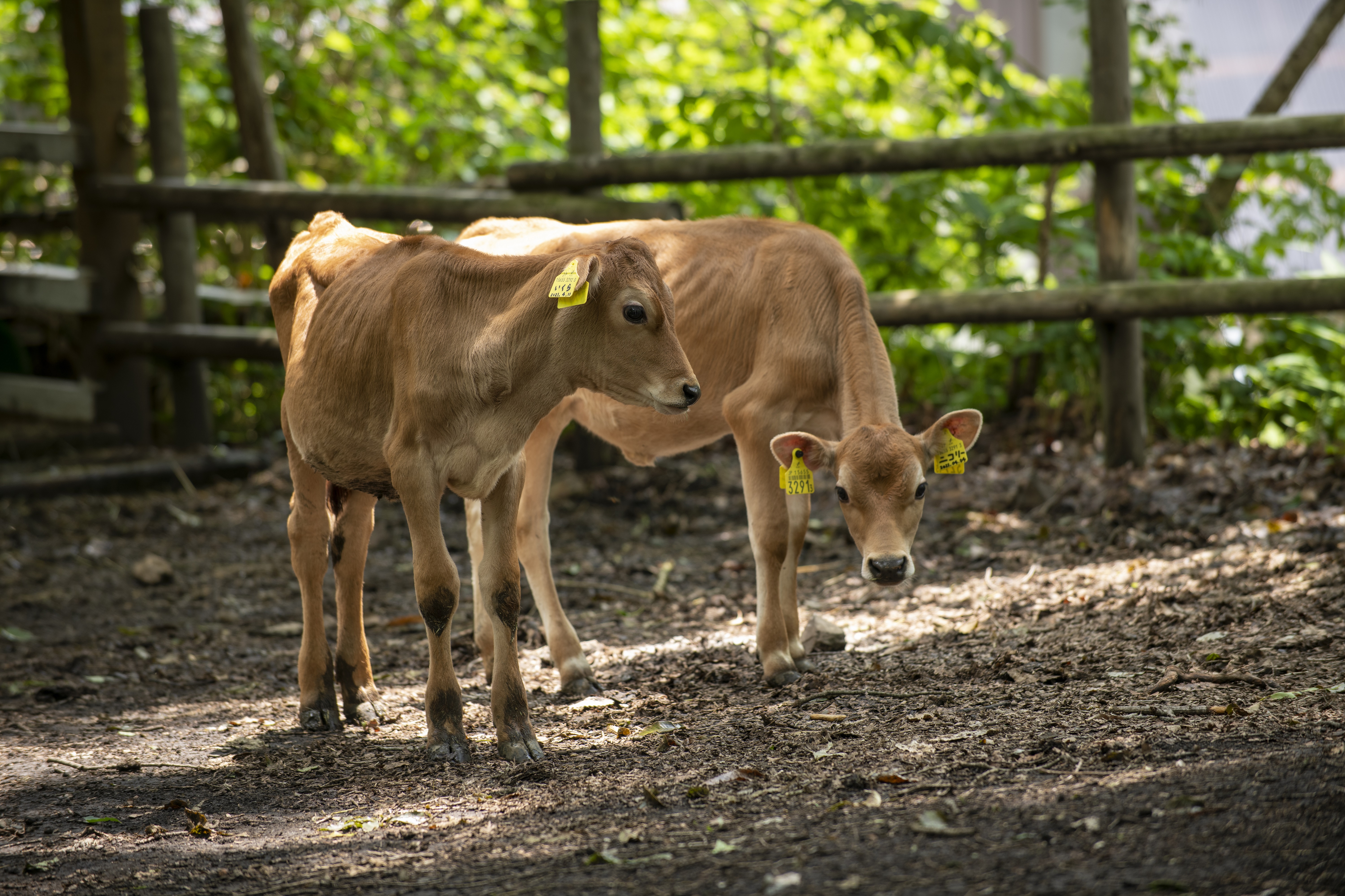 那須の四季が味わえる「森林ノ牧場」のジャージー牛乳 - みちくさガイド
