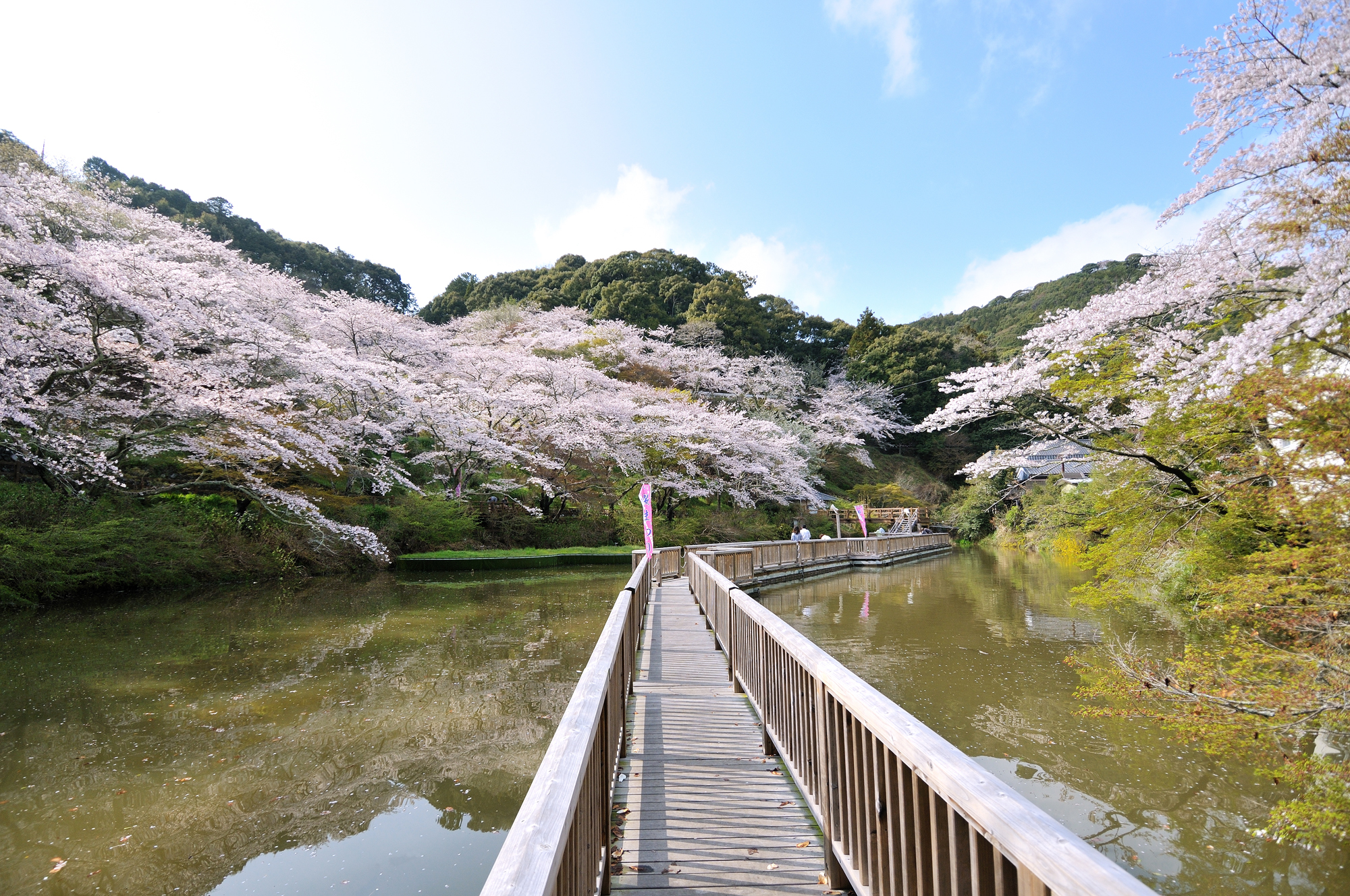 21年版 浜松の桜の名所9選 見頃や桜まつり情報をご紹介 みちくさガイド