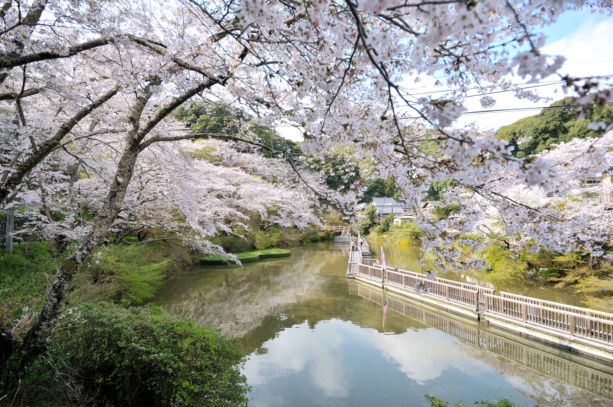 21年版 浜松の桜の名所9選 見頃や桜まつり情報をご紹介 みちくさガイド