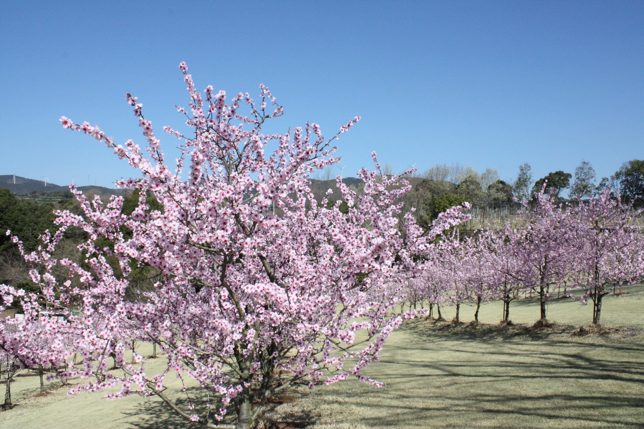 杏仁像櫻花一樣綻放。 花的中心比櫻花更紅一點
