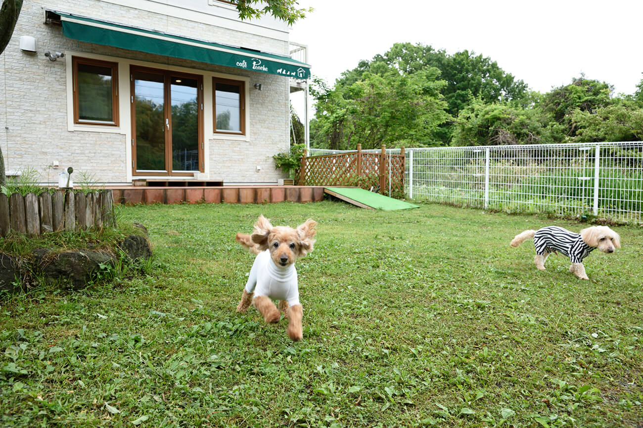 寵物也喜歡草坪花園“狗廣場”