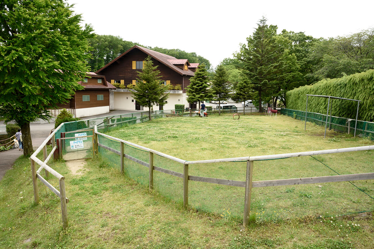 在草坪狗公園盡情奔跑