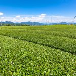  From tea fields to Japanese tea cafes. 4 recommended places to enjoy tea in Shizuoka (Hamamatsu, Shimada, Makinohara)