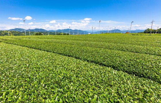 從茶園到日本茶咖啡館。 靜岡4個推薦飲茶地點（濱松、島田、牧之原）