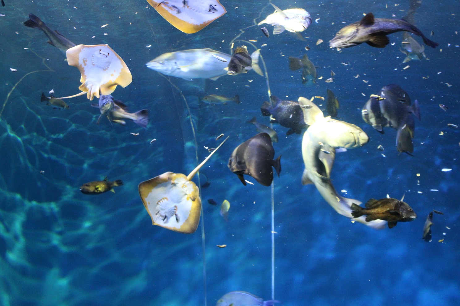  A Spectacular Sight! Lunchtime Feeding in the Large Aquarium