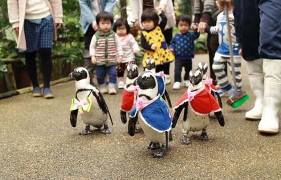 出雲和松江有9個家長和孩子都想去的精彩觀光與體驗景點