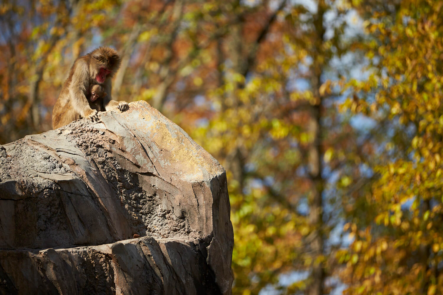 這裡有一個名為「小鳥小動物之森」的動物園，您可以在紅葉中享受一整天的綜合休閒場所