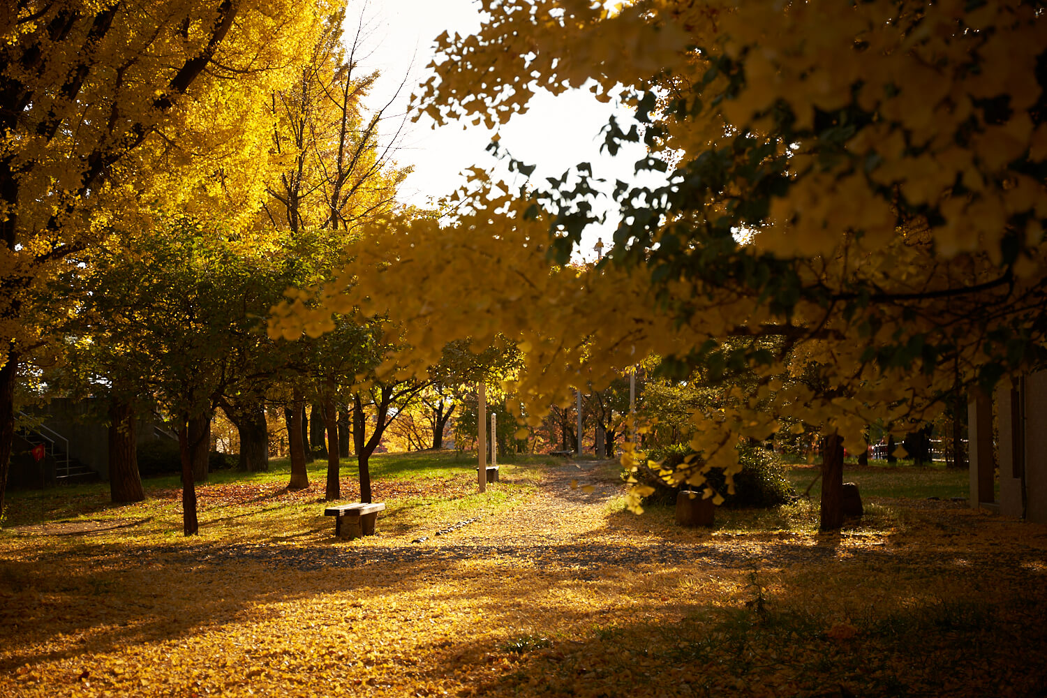 由金銀杏樹形成的隧道非常美麗，是松本市秋季常見的熱門紅葉地點之一