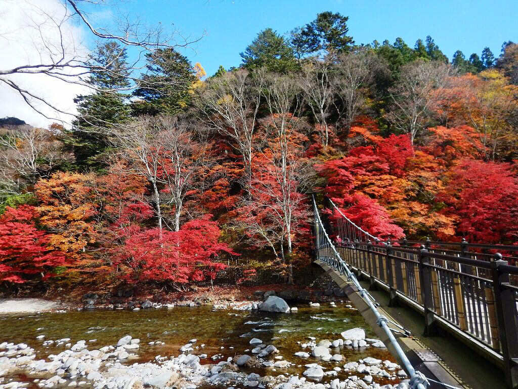 作為那須最著名的楓樹勝地，遊客人數逐年增加
